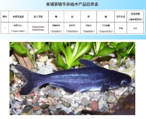 广州水产品进口报关代理